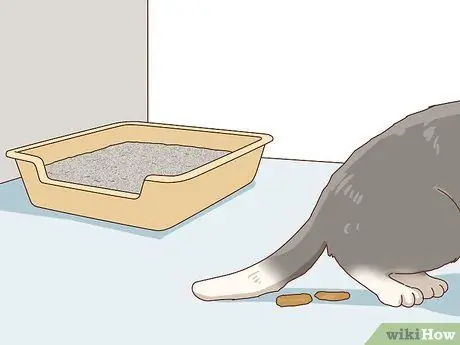 Tell if Your Cat Is Depressed Step 9