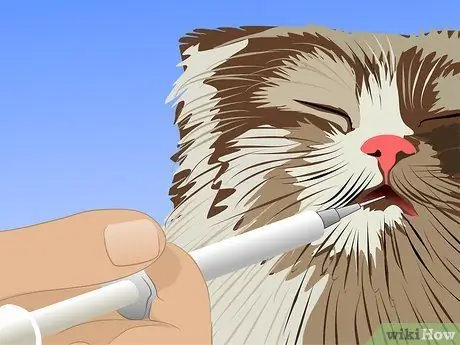 Treat a Cat's UTI Step 2