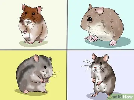 Choose a Hamster Step 1