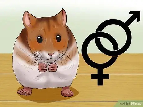 Choose a Hamster Step 3