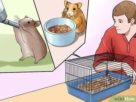 Pilih Hamster Langkah 6