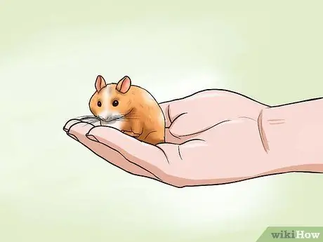 Choose a Hamster Step 8