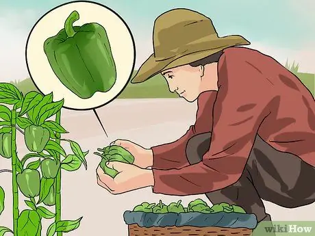 Palakihin ang Green Bell Peppers Hakbang 13