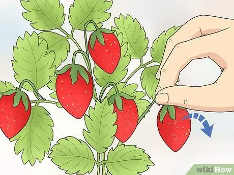 Prune Strawberries Step 10