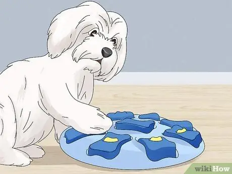 Entertain Your Dog Step 12