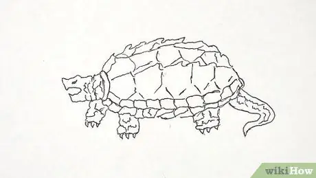 Draw a Turtle Step 35