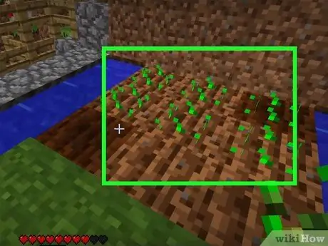 Menanam Benih di Minecraft Langkah 5