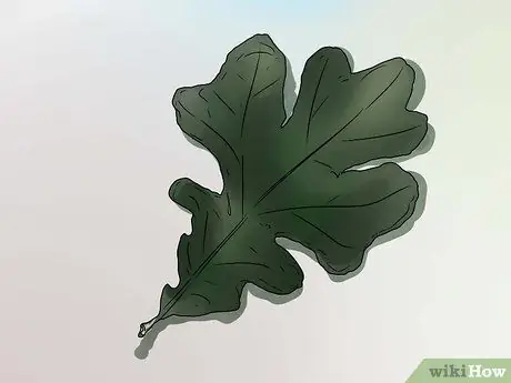 Identify Oak Leaves Step 10