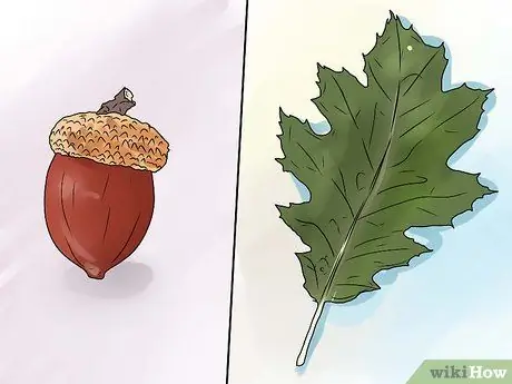 Identify Oak Leaves Step 13