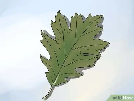 Identifier les feuilles de chêne Étape 14