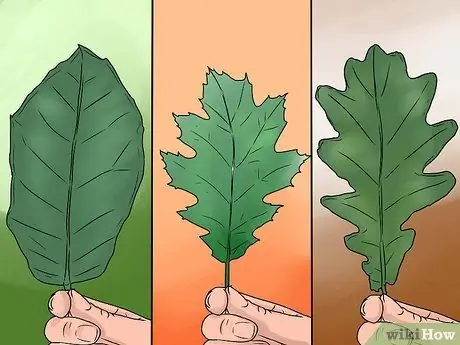 Identify Oak Leaves Step 6