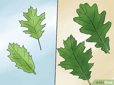 Identifier les feuilles de chêne Étape 7