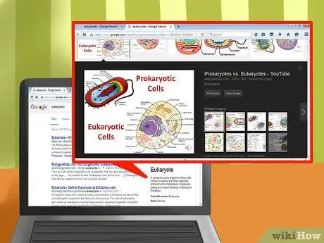 Erklären Sie den Unterschied zwischen Prokaryoten und Eukaryoten Schritt 6