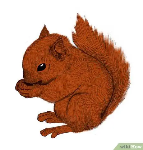 Kos tus nas Squirrel Kauj Ruam 10