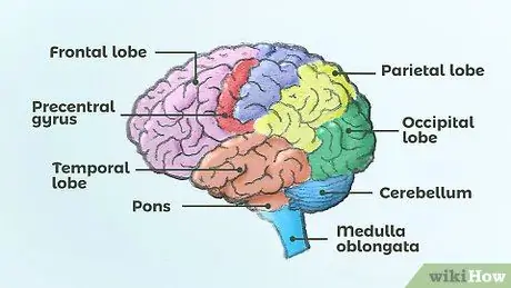 Vẽ một bộ não Bước 14