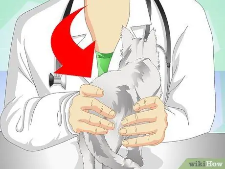 Get Rid of Cat Dandruff Step 2